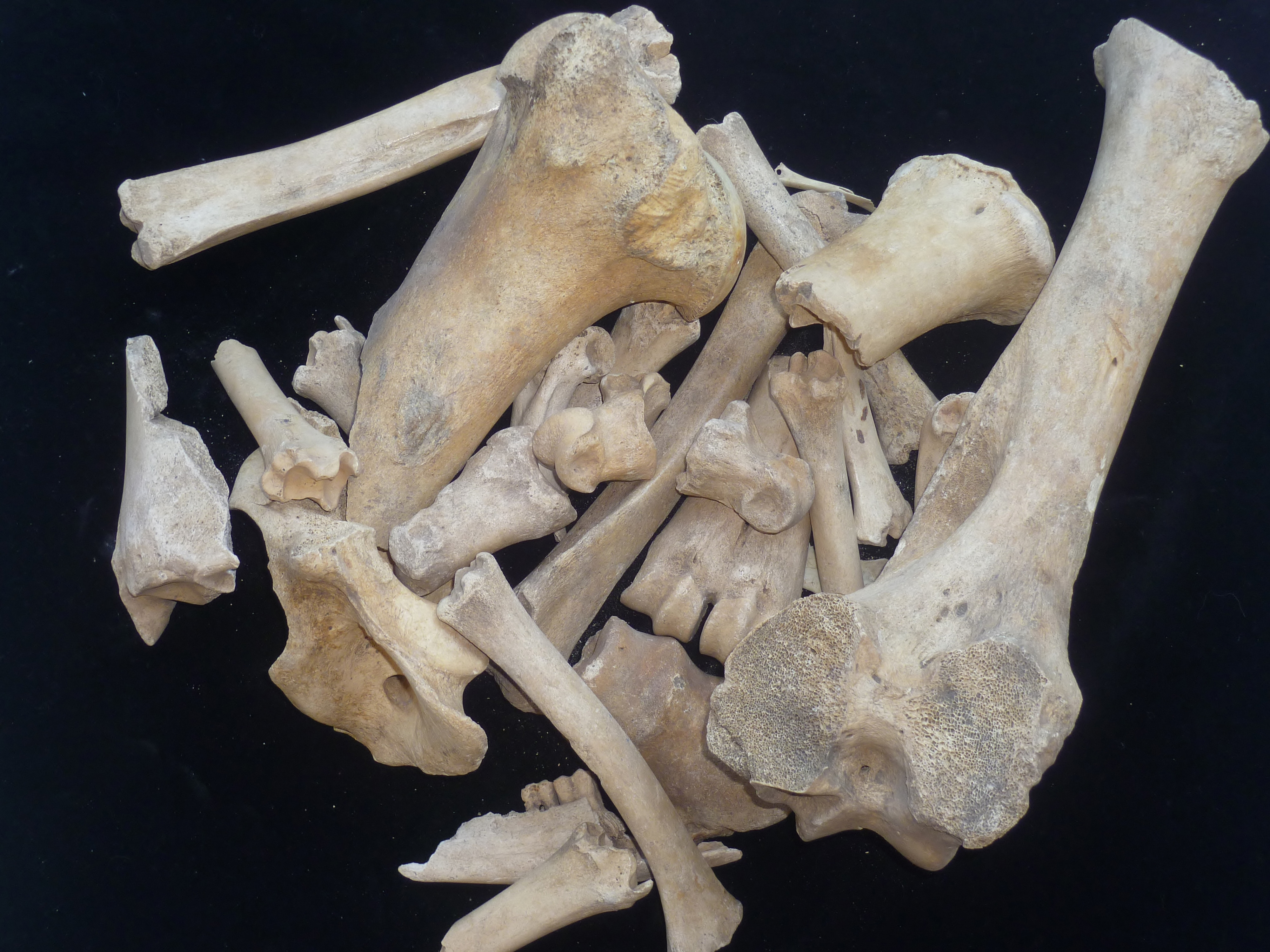 Animal bones zooarchaeology